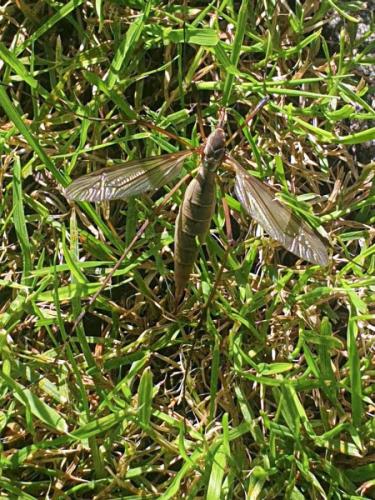 Réf. 292 599 : Tipula paludosa
